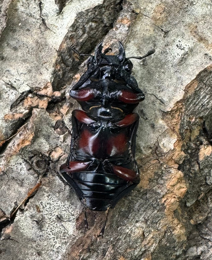 【WD】《アカアシクワガタ亜種chenpengi 遼寧省産 36mm ♂♀♀トリオ》