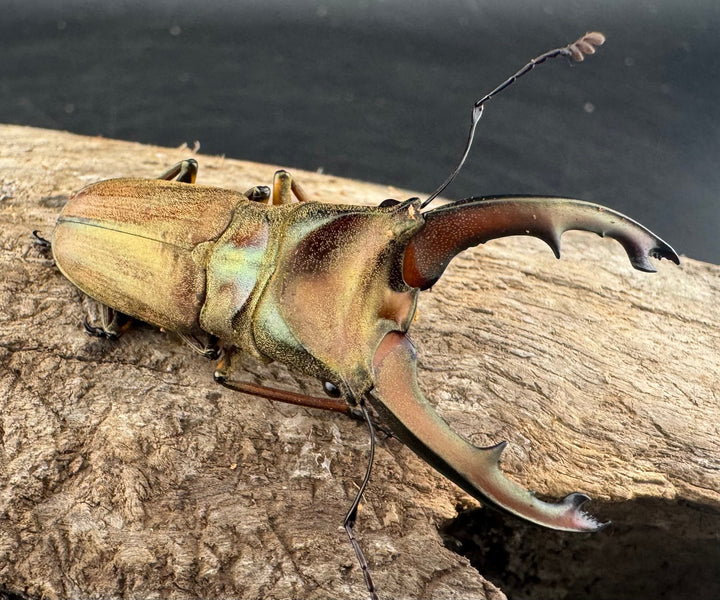 【WD】大型《ズベールホソアカ マラグサン産 50mm ペア》