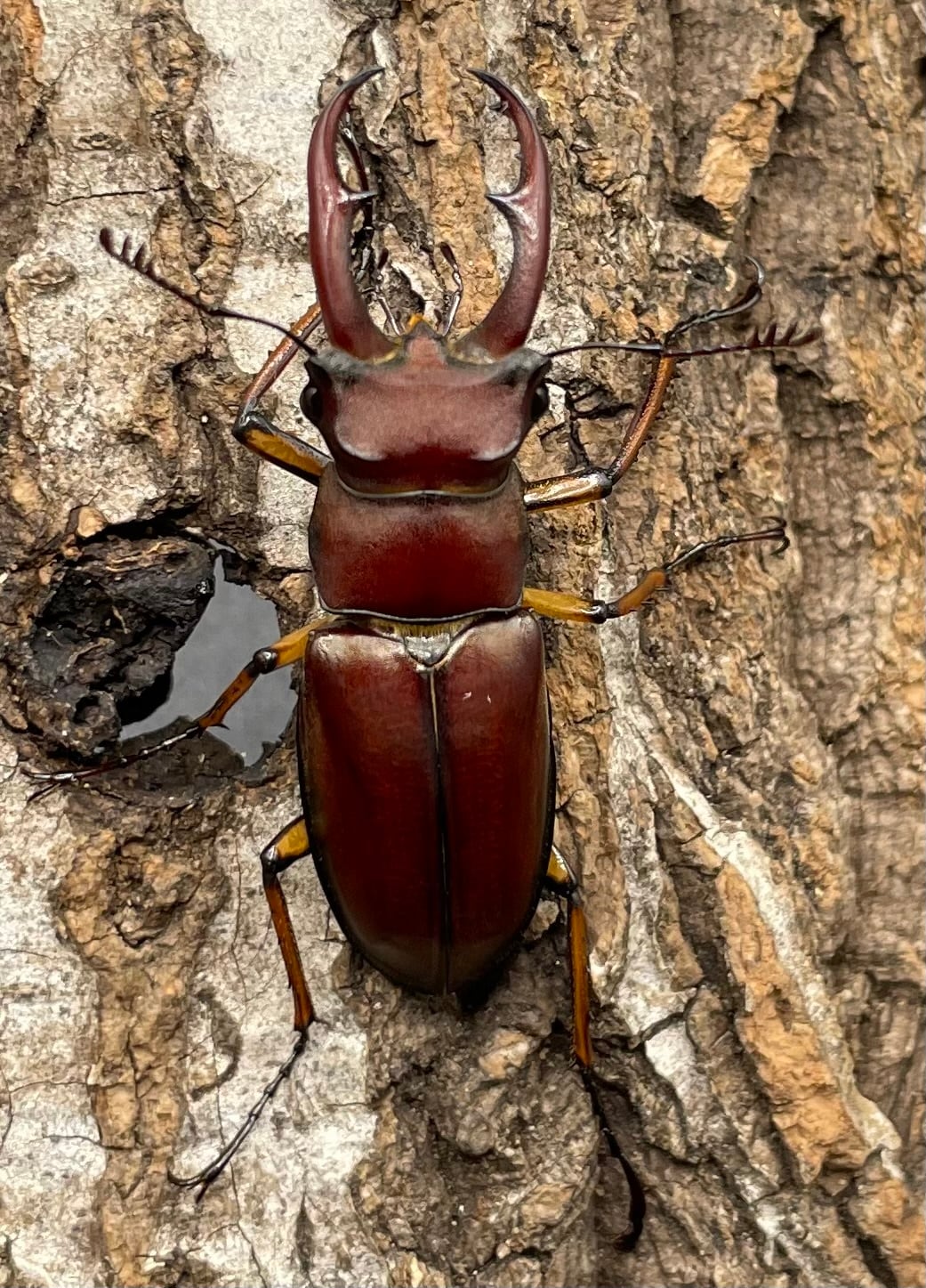 【WD】《ジュシャンミヤマ 41mm ペア》