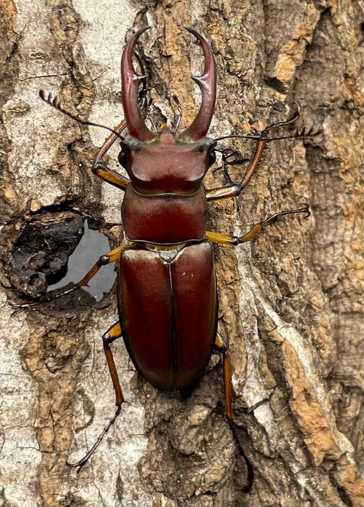 【WD】《ジュシャンミヤマ 41mm ペア》