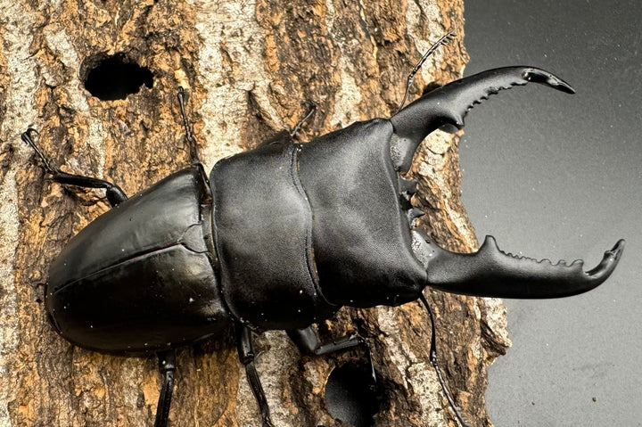 【WD】大型《ミンダナオヒラタ 93mmUP ペア》