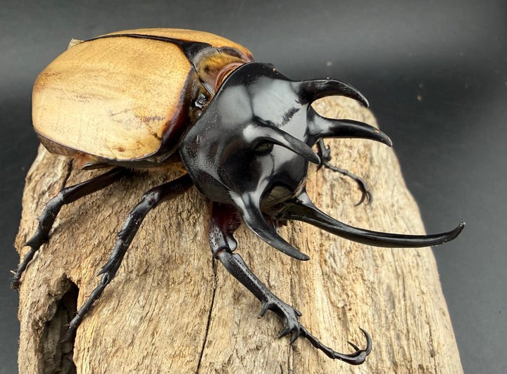 【WD】《ゴホンツノカブト原名亜種 タイ産 83mm ペア》