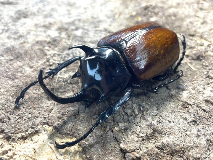 専用【WD】《スキットゴホンツノカブト ♀単2頭+PP1400ボトル》