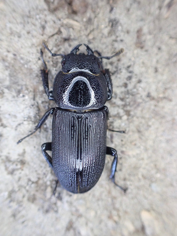 【WD】超貴重《ドルクスリョフssp. 34mm ペア》