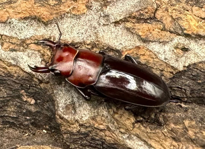 【WD】《モートゥオセスジ原名亜種 ペア》