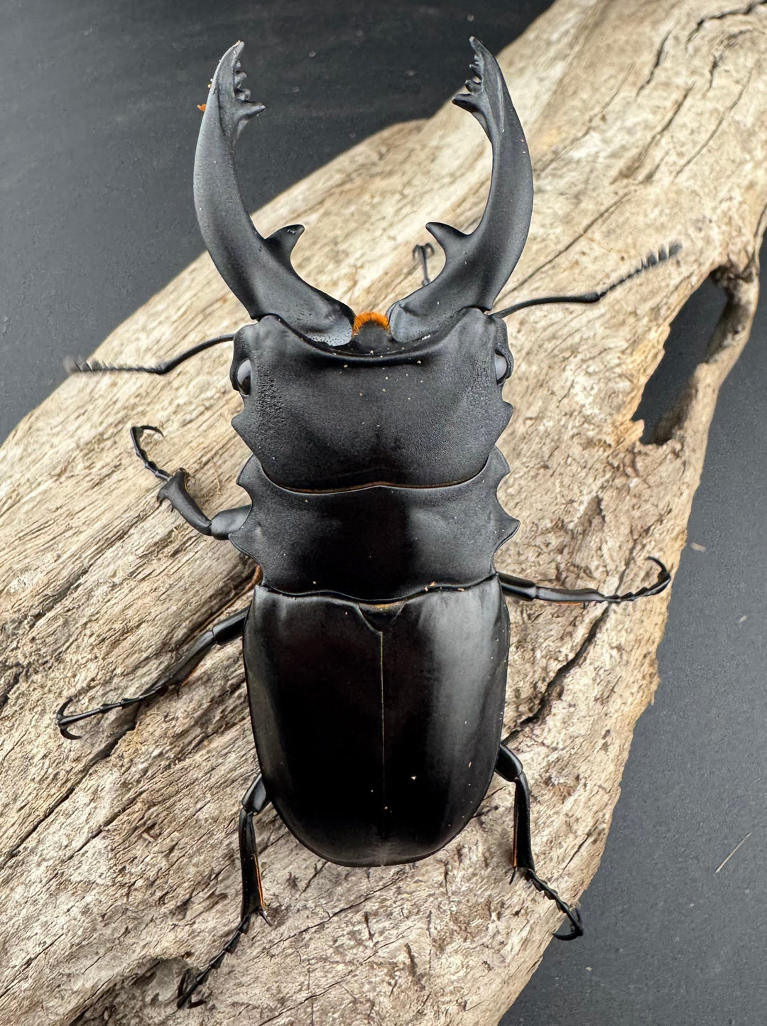 【WD】《アルケスツヤクワガタ 85mm ペア》