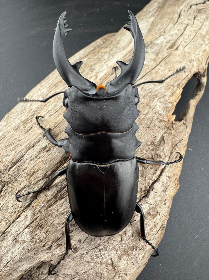 【WD】《アルケスツヤクワガタ 85mm ペア》