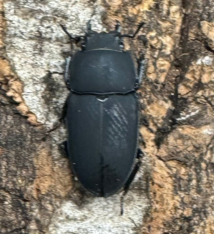 【WF2】《メタドルクス ロトゥンダトゥス ♂♀♀トリオ》