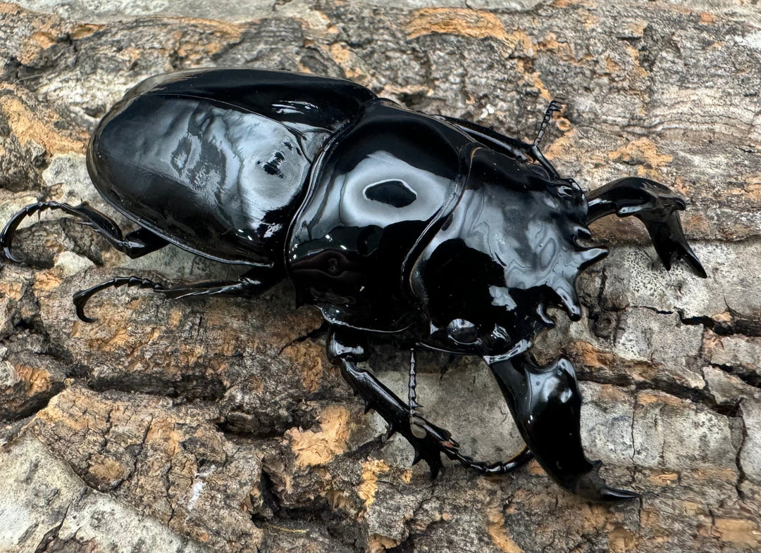 《タランドゥスオオツヤクワガタ 78mm ペア》