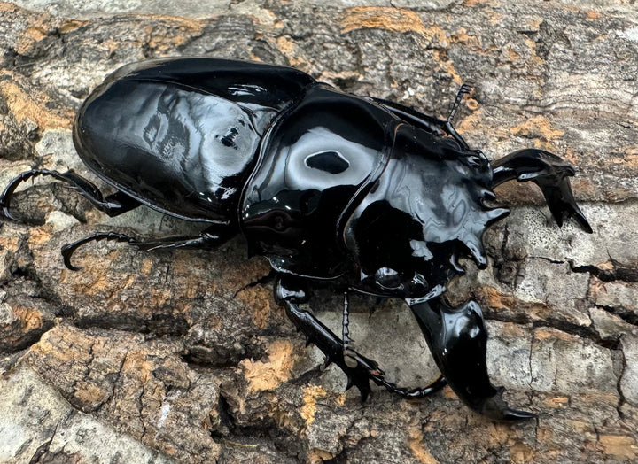 《タランドゥスオオツヤクワガタ 78mm ペア》