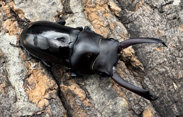 【WF1】《ビシグナートゥスコクワ APDV産 38mm ペア》Moro氏ブリード個体