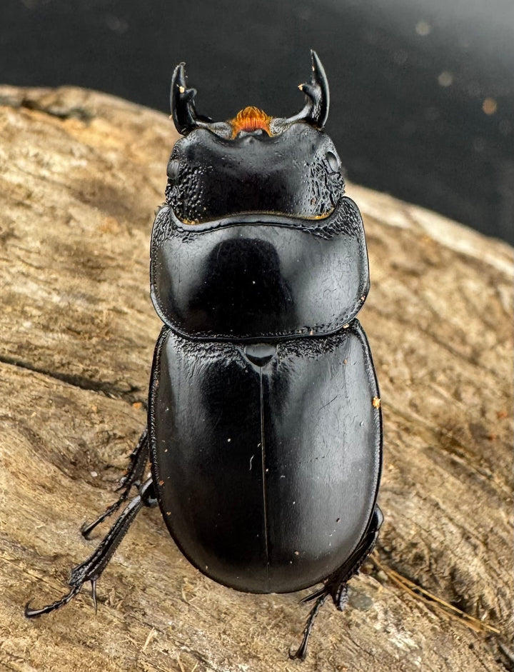 【WD】新産地《ティアンムニセヒタラ 龍王山 29mm ペア》