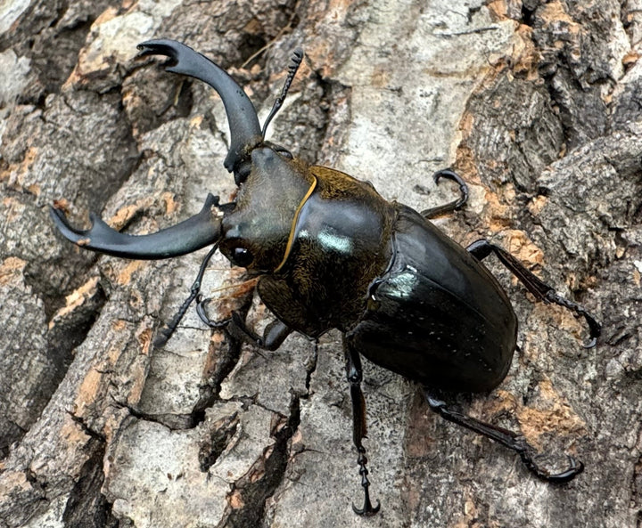 【WD】《ストリアータツヤクワガタ 44mm ペア》②