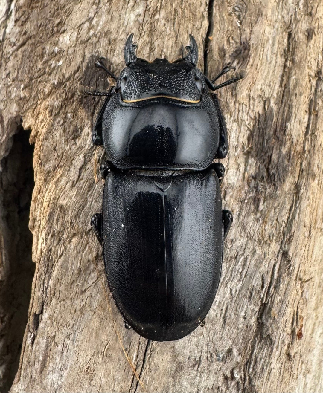 【WD】《パラワンオオヒラタ ガントン産 86mm ペア》