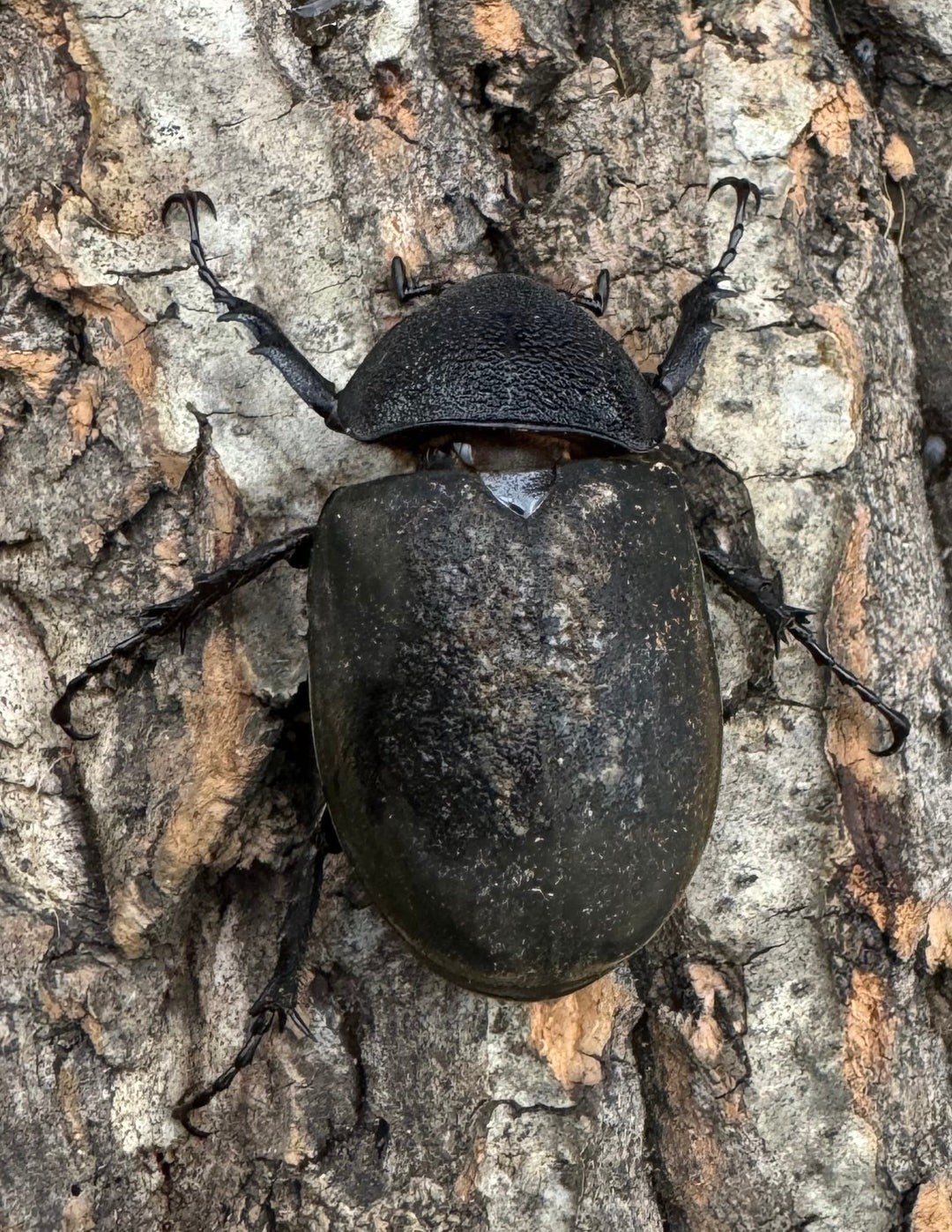 【WD】《ミンダナオアトラスオオカブト 90.5mm ペア》