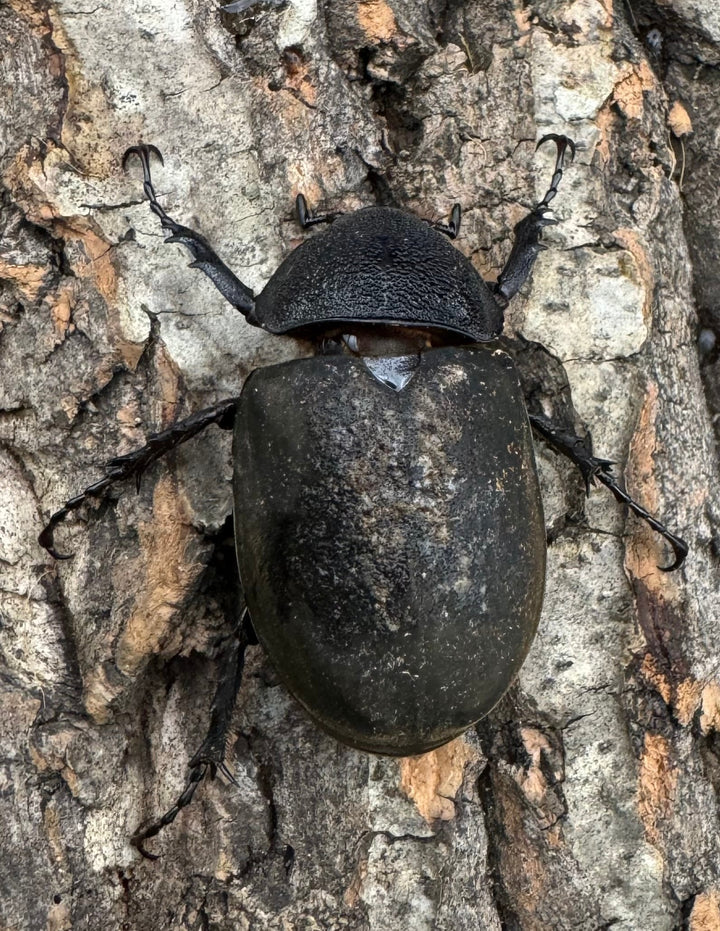 【WD】《ミンダナオアトラスオオカブト 90.5mm ペア》