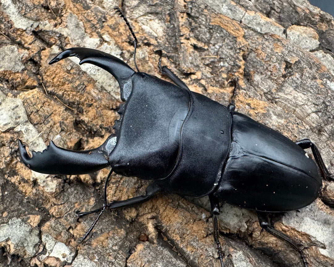 【WD】《西ペレンオオヒラタ（スラウェシオオヒラタクワガタ） 88.5mm ペア》