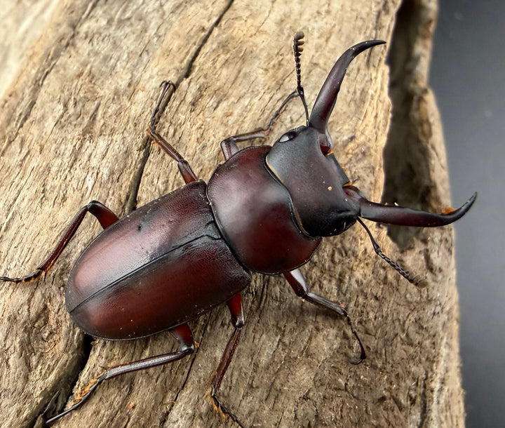 《ミシマコクワガタ 硫黄島産 31mm ♂♀♀トリオ》