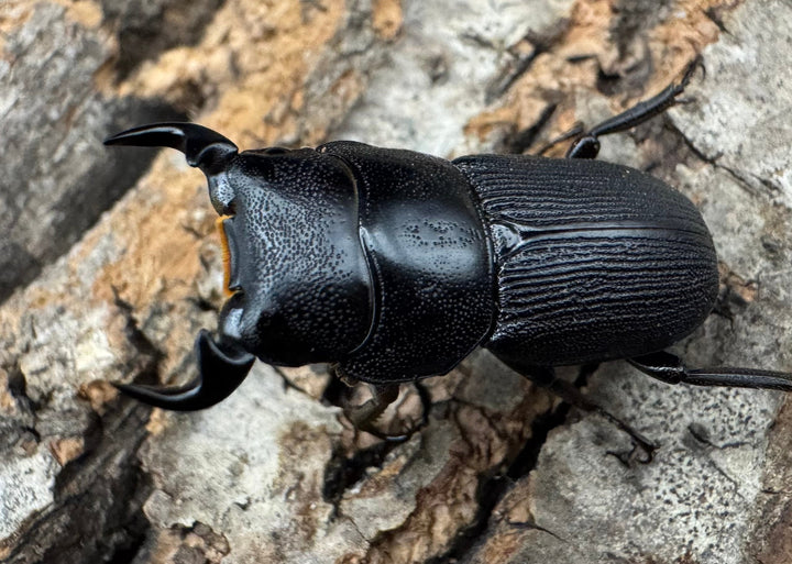 【WD】《ドルクスリンビン 27mm ♂♀♀トリオ》