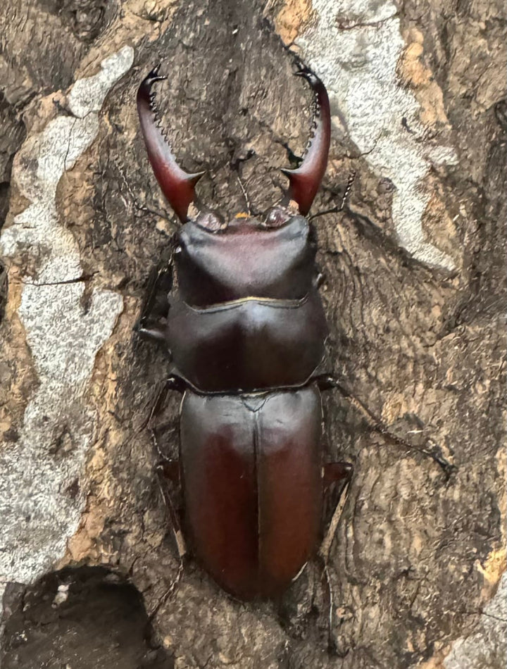 【WF1】《メリディオナリスコクワ ペア》