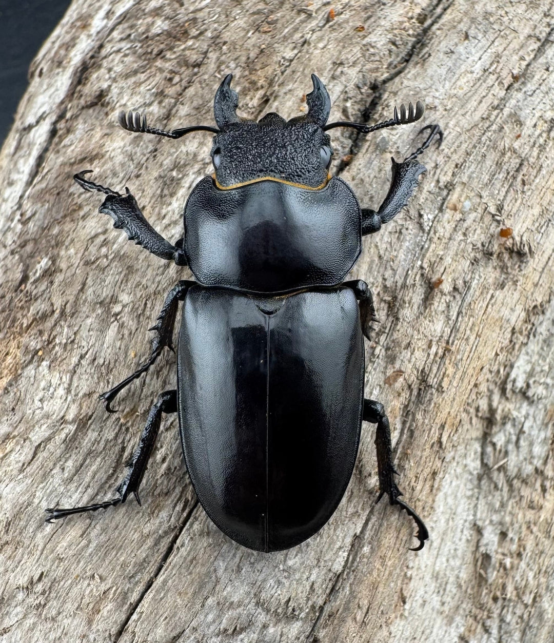 【WD】《プラネットミヤマクワガタ 81mm ペア》