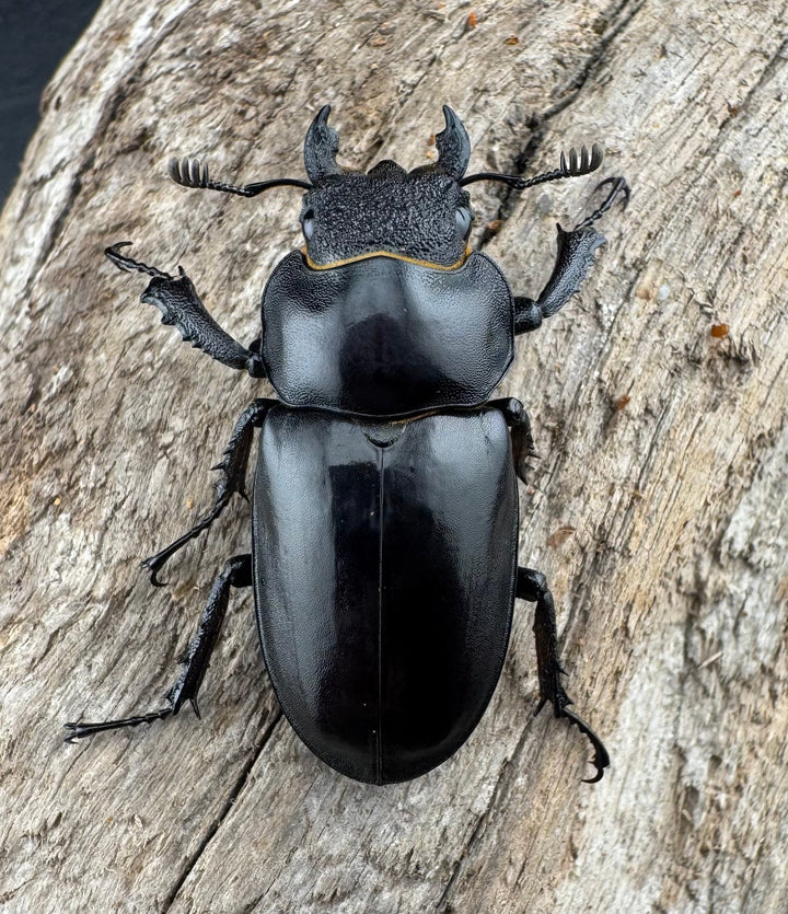 【WD】《プラネットミヤマクワガタ 81mm ペア》