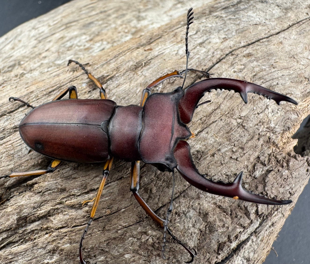 【WD】《マラッシミヤマ（マラッツィミヤマ） 48.5mm ペア》