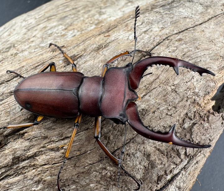 【WD】《マラッシミヤマ（マラッツィミヤマ） 48.5mm ペア》