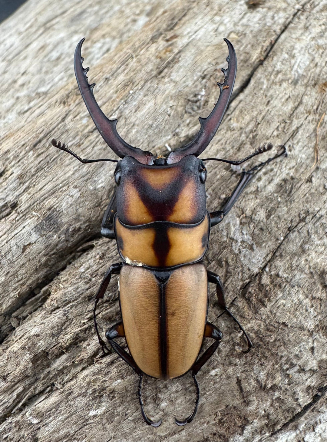 【WD】《スツラリスノコギリ 海南省産 38.5mm ペア》