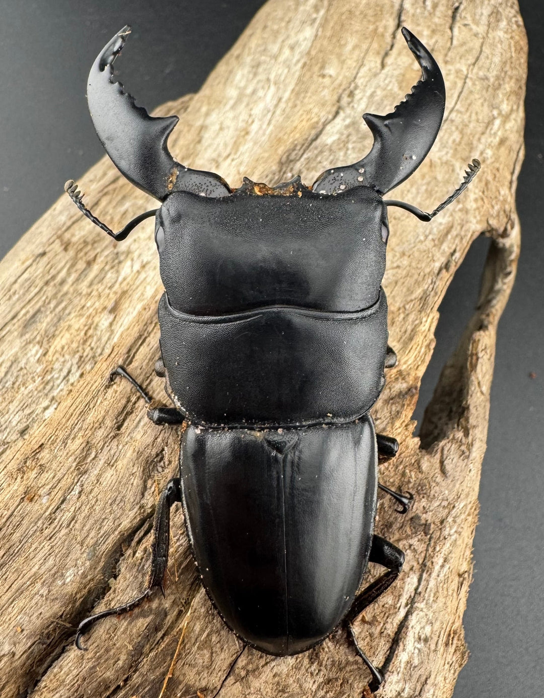 【WD】《スマトラオオヒラタ アチェ産 72mm ペア》