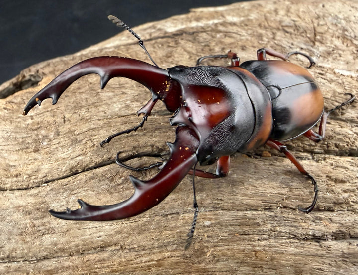 即ブリ《ミラビリスノコギリクワガタ 60mm ♂単》