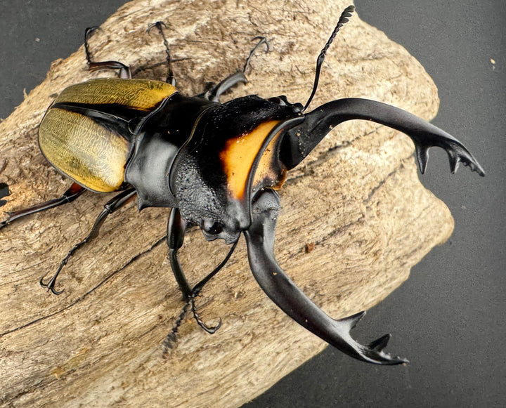 【WD】エラー個体《ラコダールツヤクワガタ 78.5mm A’品ペア》