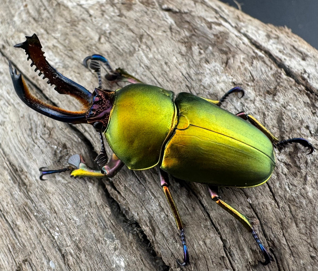 【WD】《パプアキンイロクワガタ アルファック産 33mm ペア》