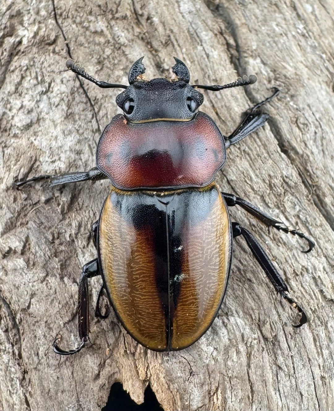 【WD】《ゾンメルツヤクワガタ 57.5mm ペア》