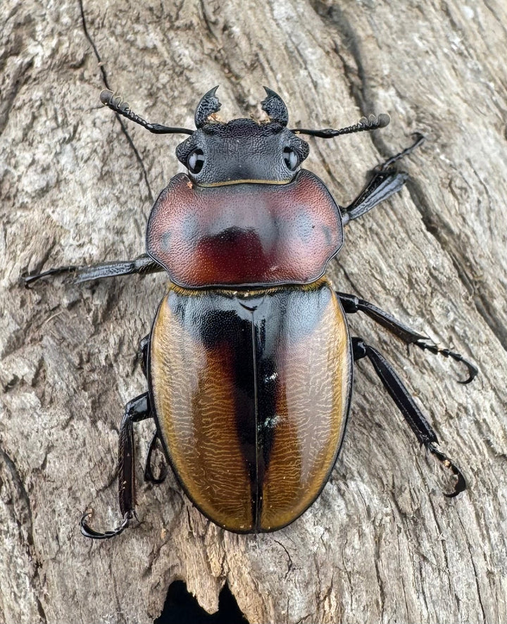 【WD】《ゾンメルツヤクワガタ 57.5mm ペア》