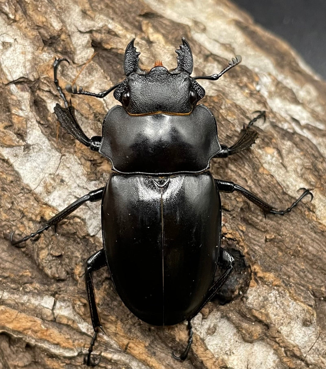 【WD】《アルケスツヤクワガタ 72mm ペア》