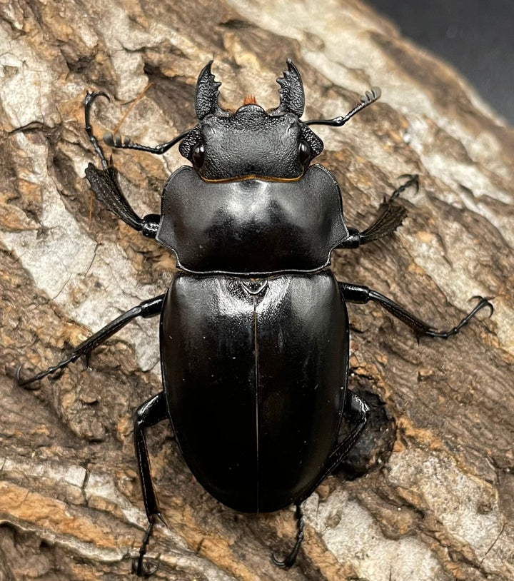 【WD】《アルケスツヤクワガタ 72mm ペア》