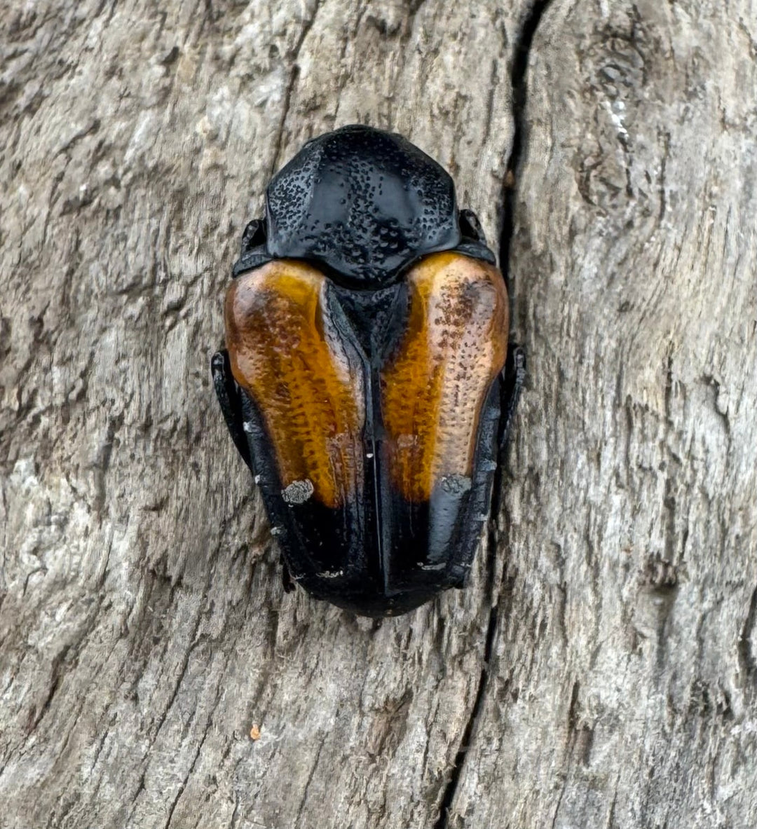 《ミイロエグリハナムグリ Free ペア》