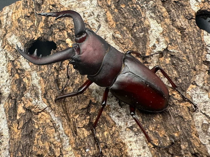 【WF1】《本土ノコギリクワガタ 八王子産 56.5mm ペア》