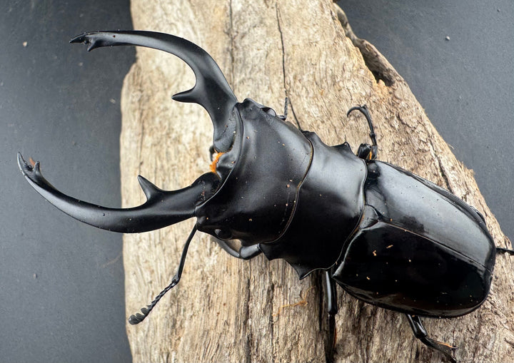 【WD】《インターメディアツヤクワガタ ネグロス島産 95.5mm A’品ペア》