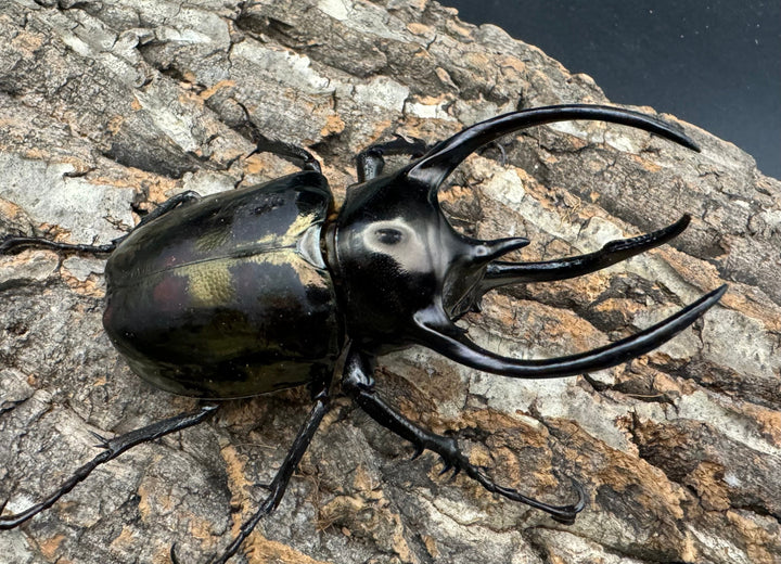 【WD】特別特価《ミンダナオアトラスオオカブト 90mmUP ペア》