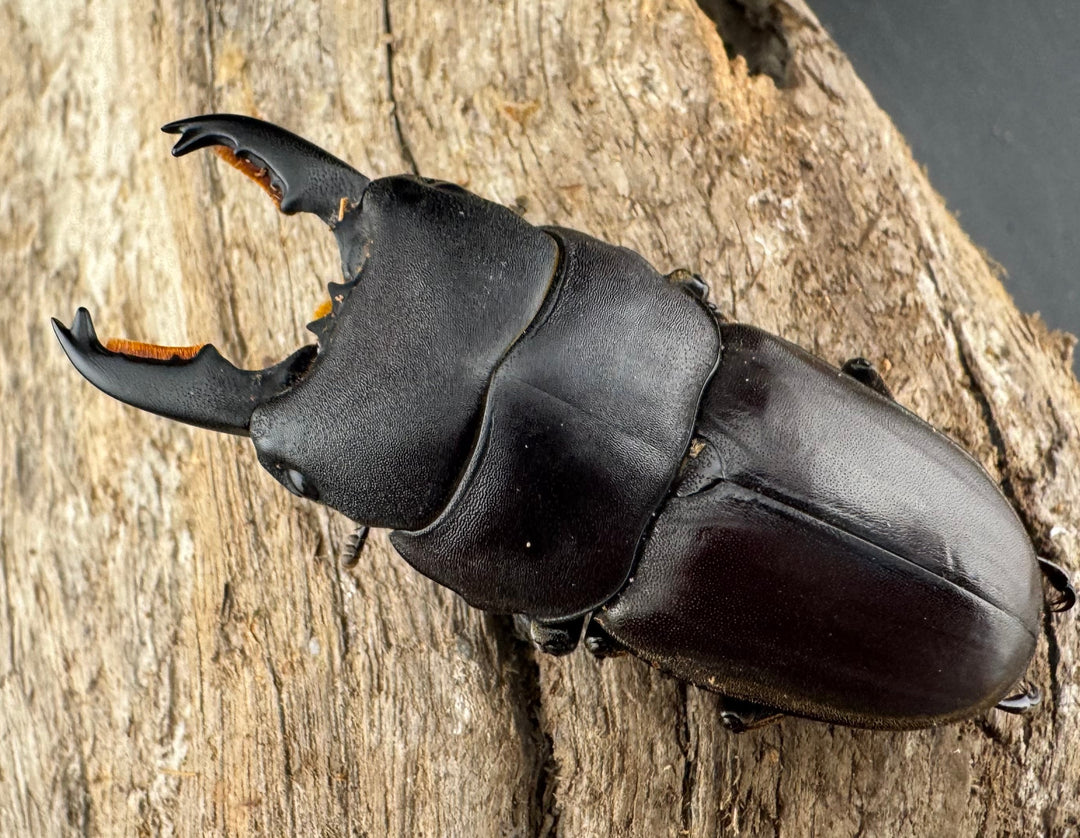 【WF1】《ミンダナオタウルスヒラタ 54.5mm ペア》