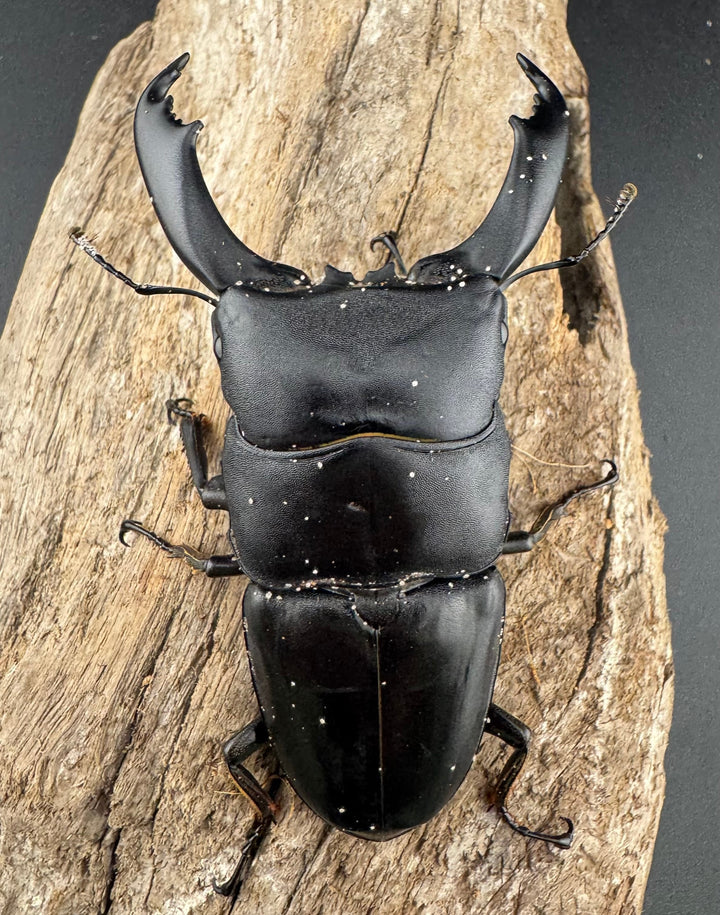 【WD】《ブルーダンヒラタクワガタ 88mm ペア》