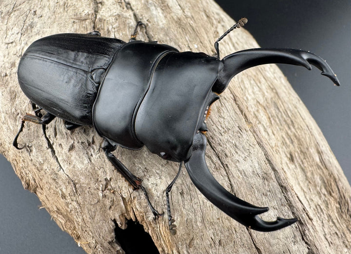 【WD】《ミンダナオパリーオオクワ キダパワン産 72mm ペア》