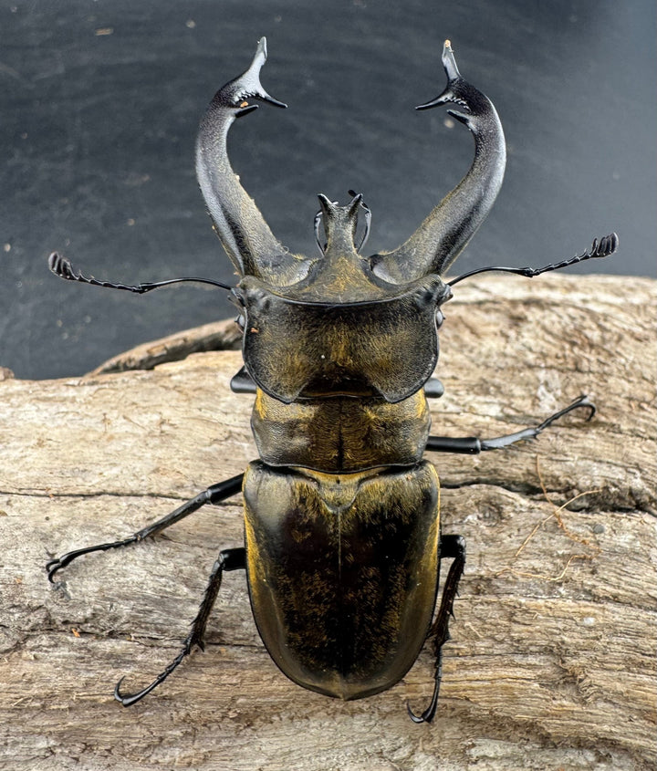 【WD】《チベットミヤマ亜種singularis 67.5mm ペア》