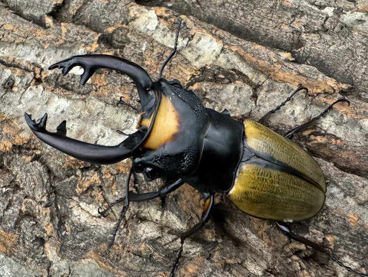 【WD】《ラコダールツヤクワガタ 75mm ペア》