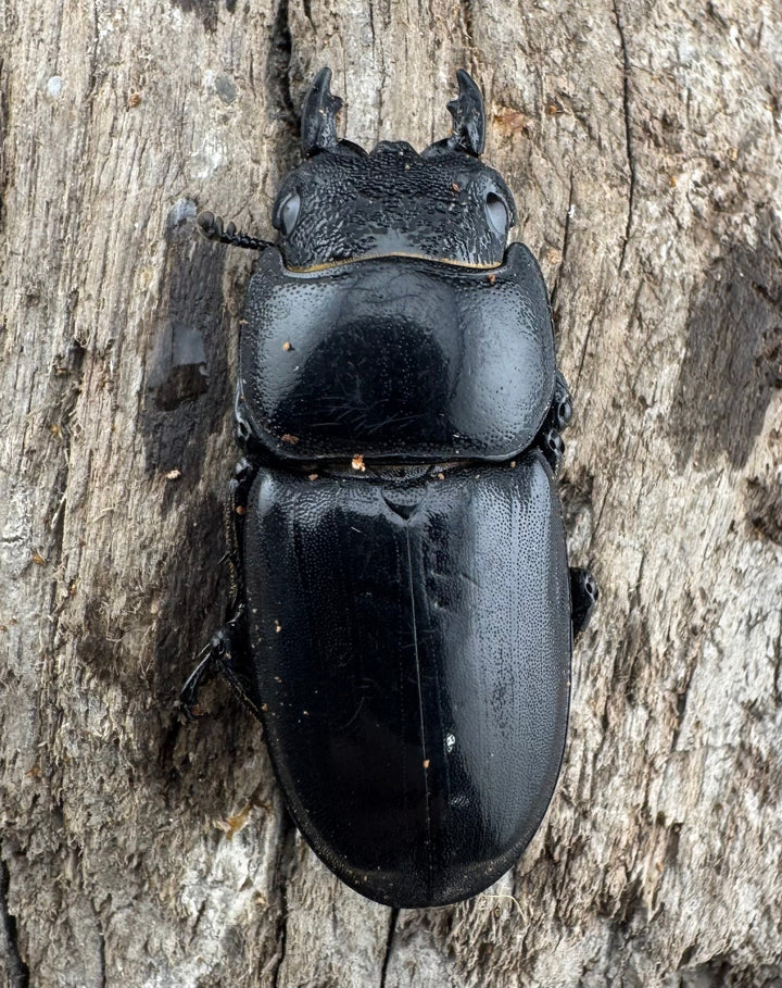 【WD】《パラワンオオヒラタ 87mm ペア》