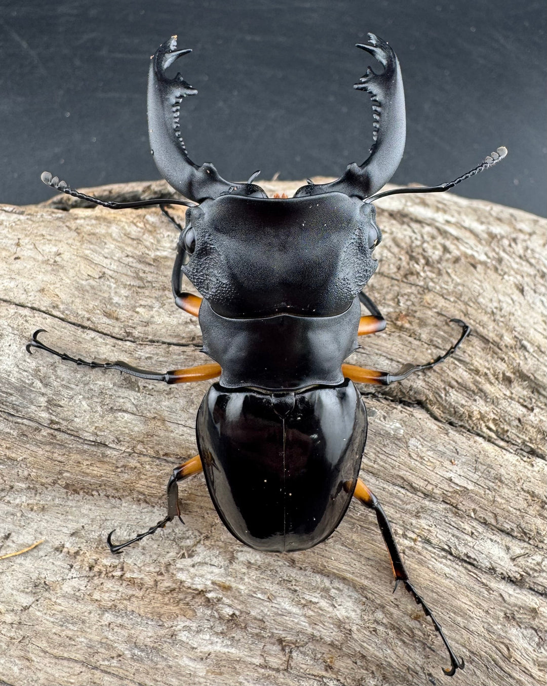 【WD】《インペリアリスツヤ亜種komorii リサル産 67mm ペア》