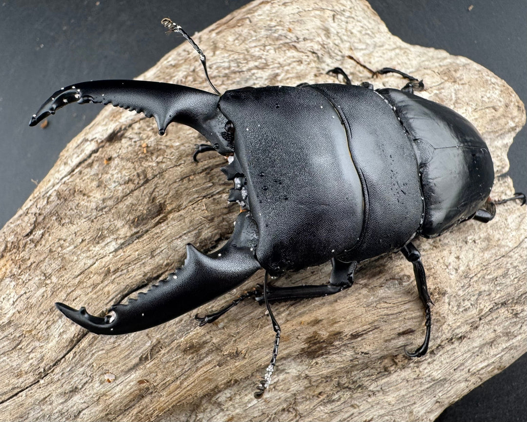 【WD】《ミンダナオヒラタ マラグサン産 93mm ペア》