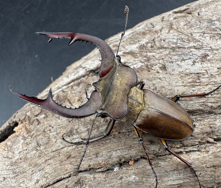 【WD】《フォルモサスミヤマクワガタ 50mm ペア》